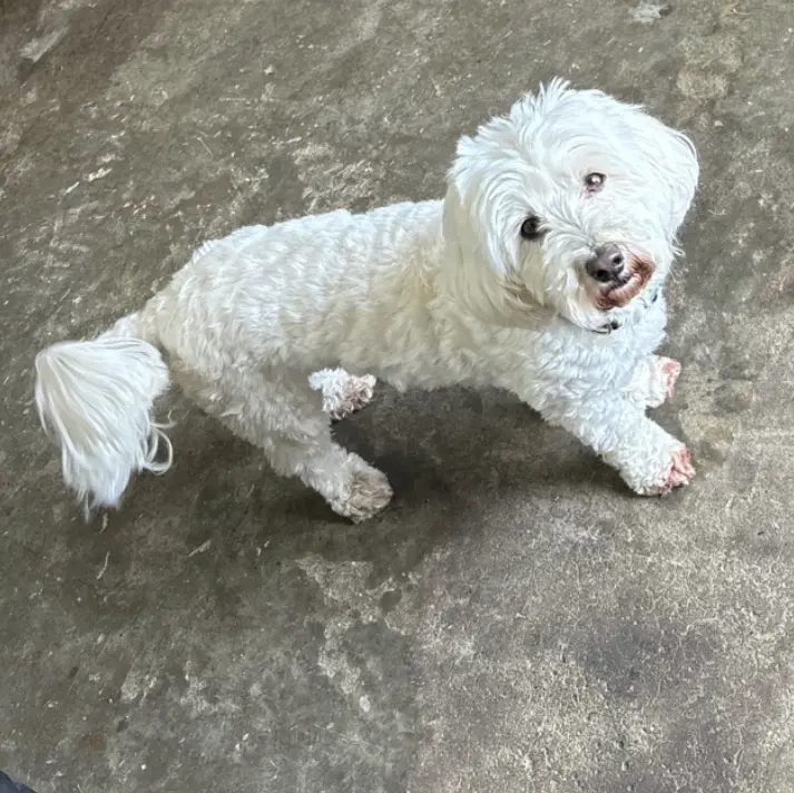 Custom clay sculpture of Cooper
