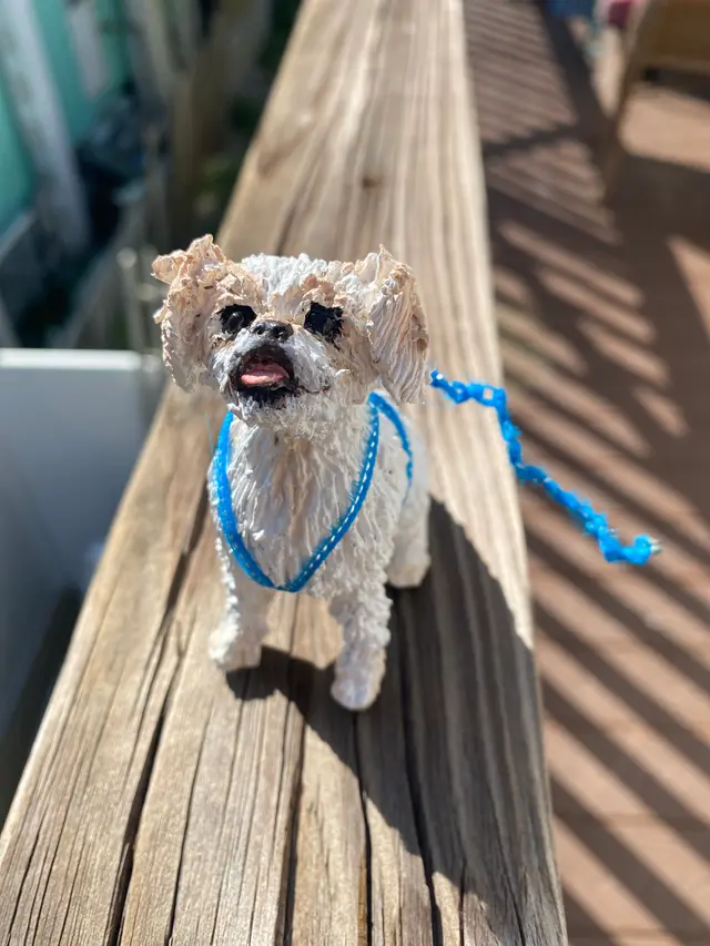 Gus